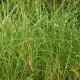 MISCANTHUS sinensis 'Pünktchen'