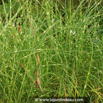 Miscanthus sinensis &#039;Pünktchen&#039;