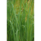 PANICUM virgatum 'Dallas Blues' PANICUM virgatum 'Dallas Blues'