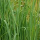 PANICUM virgatum 'Dallas Blues'