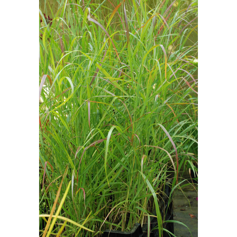 PANICUM virgatum 'Rotstrahlbusch'