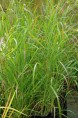 PANICUM virgatum 'Rotstrahlbusch'