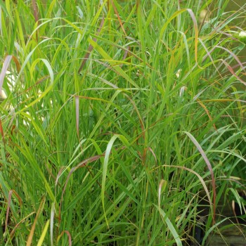 PANICUM virgatum &#039;Rotstrahlbusch&#039;