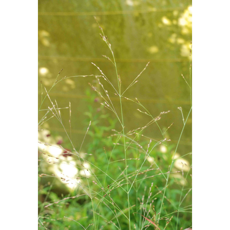 PANICUM virgatum 'Rotstrahlbusch'