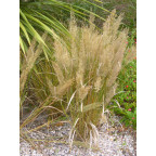 STIPA brachytricha