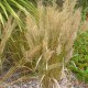 STIPA brachytricha