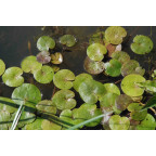 HYDROCHARIS morsus-ranae