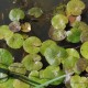 HYDROCHARIS morsus-ranae