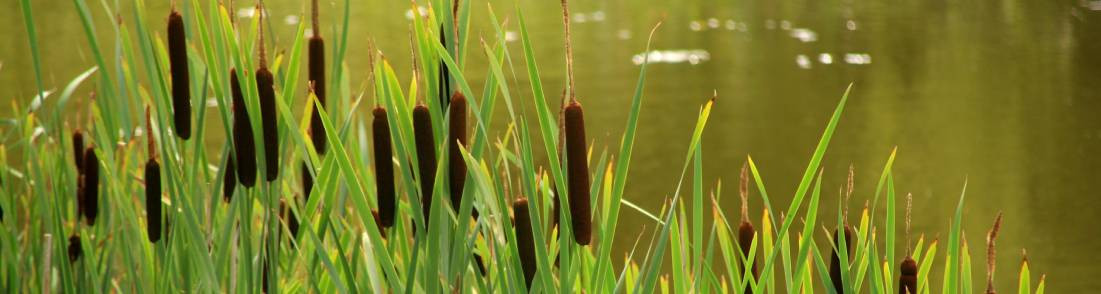 Plantes de marais