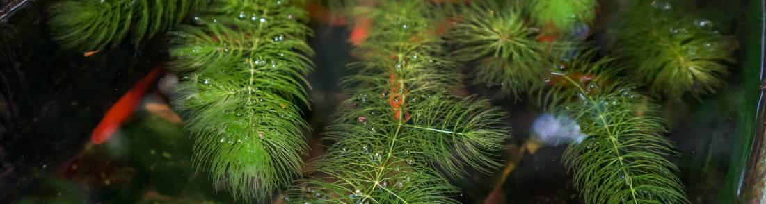 Plantes oxyg&eacute;nantes