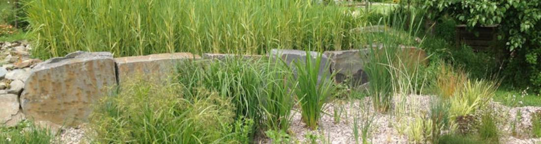 Plantes pour phyto&eacute;puration
