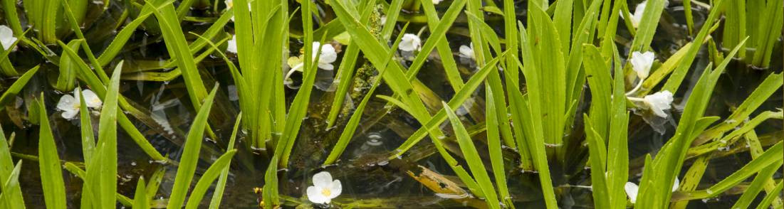 Plantes flottantes