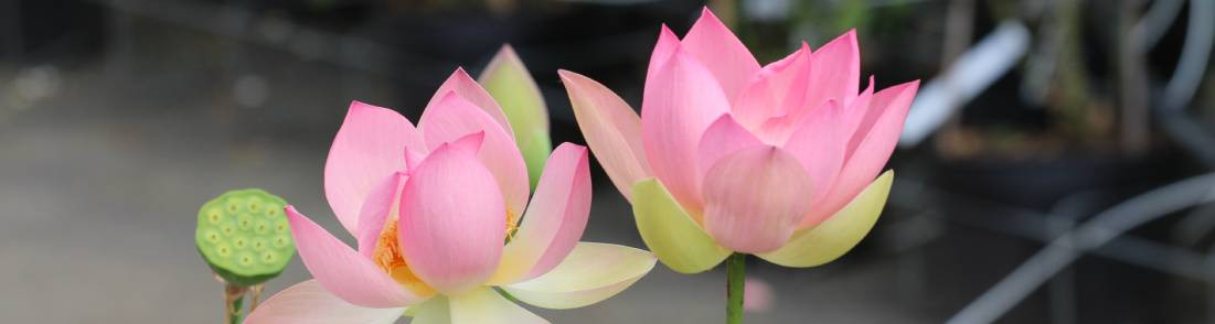 Lotus