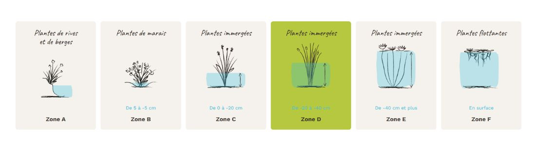 Plantes zone D, de -20 &agrave; -40 cm