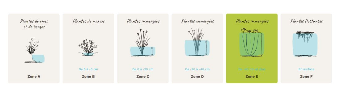 Plantes zone E, -40 cm et plus