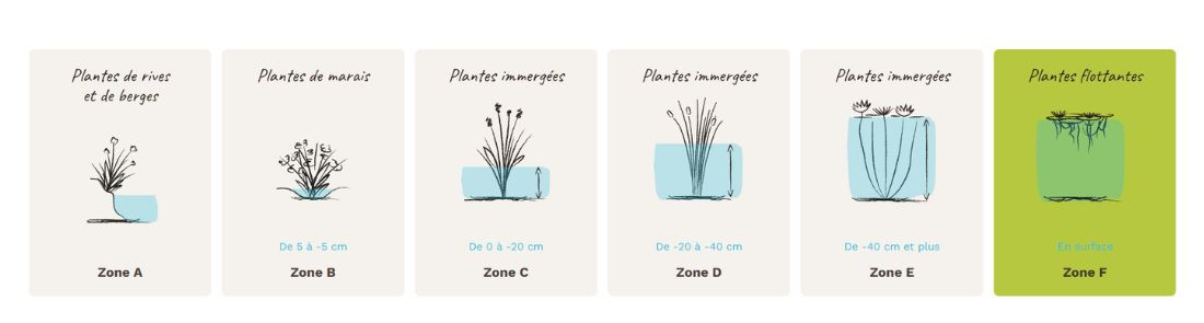 Plantes zone F, en surface