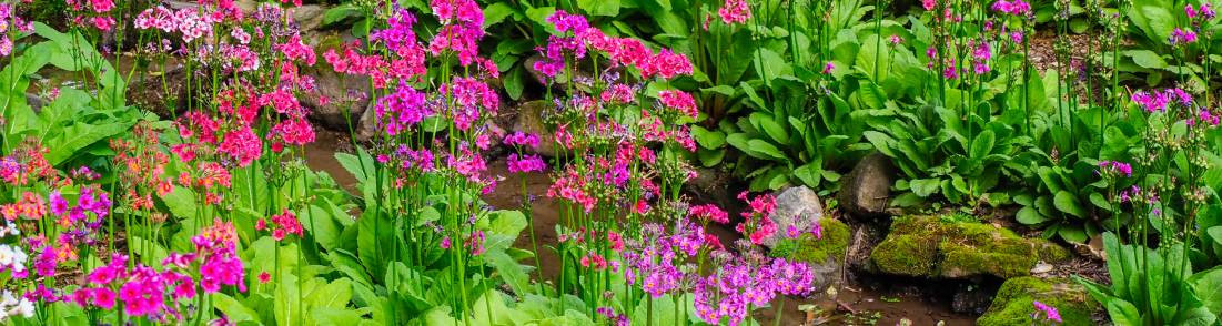 Plantes pour sols frais et humides