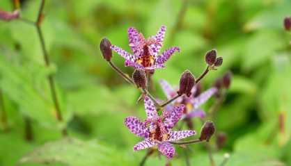 Vente de plantes aquatiques, plantes de bassin - Le Jardin d'Eau - Le  Jardin d'eau