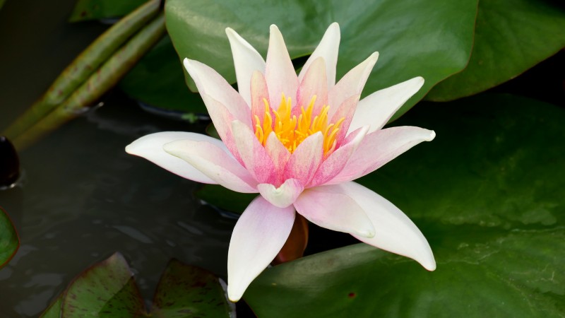 NYMPHAEA 'Sioux'