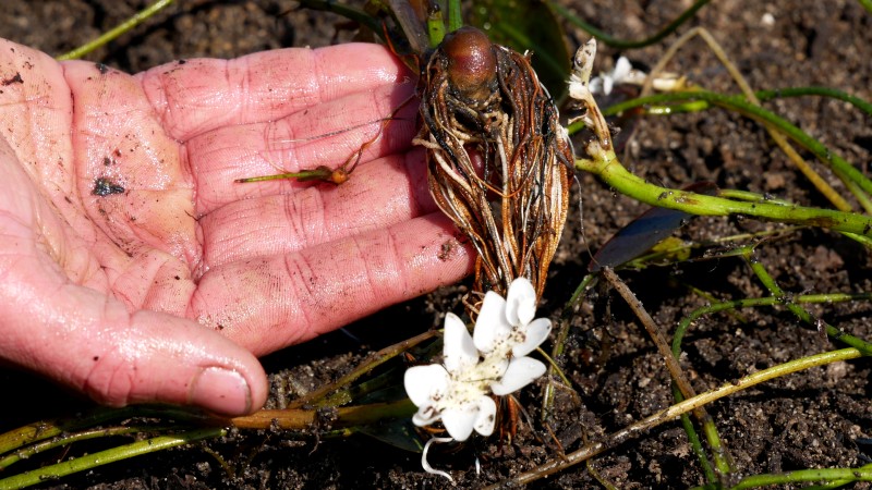 stades de développement d'un APONOGETON distachyos