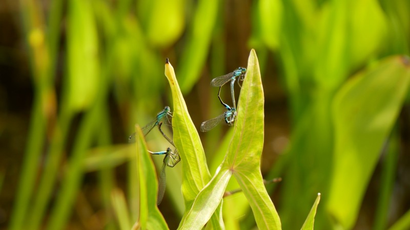 Am&eacute;nager un bassin naturel, booster de biodiversit&eacute; au jardin !