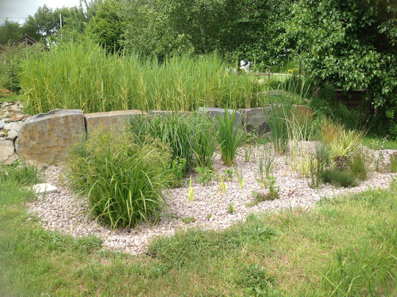 Principes de fonctionnement des plantes de phyto&eacute;puration