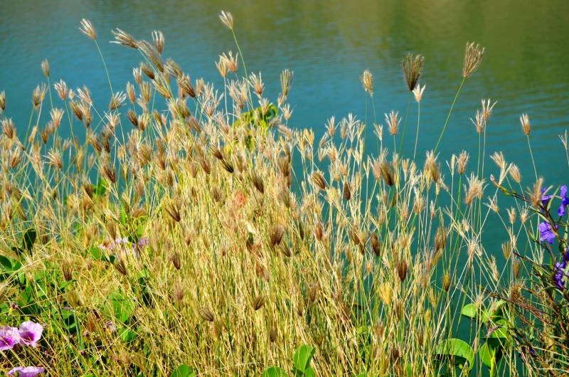 GRAMIN&Eacute;ES - Nouveaut&eacute;s 2023