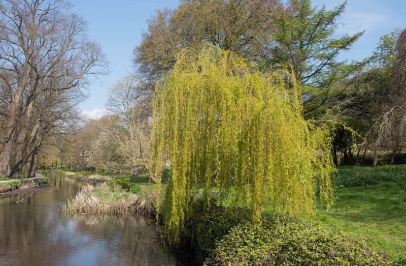 Arbres et arbustes pour am&eacute;nager vos rives et vos berges