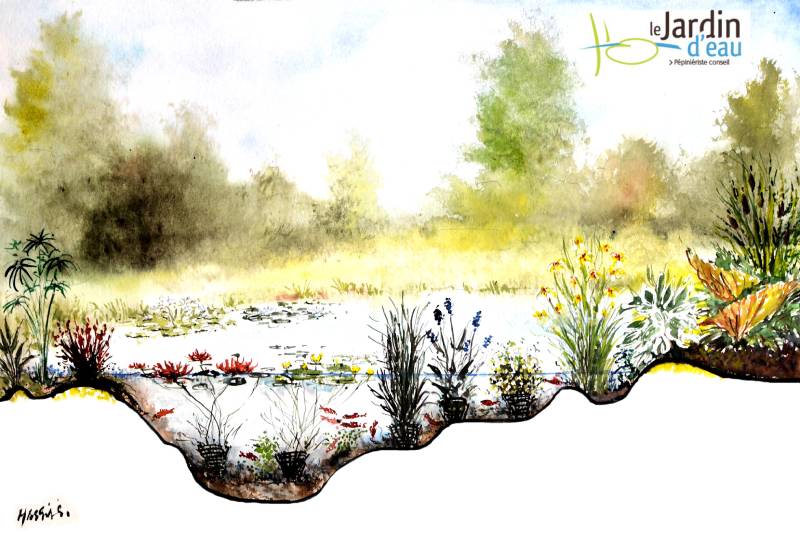 Profondeurs et zones : quelles plantes aquatiques pour mon bassin ?