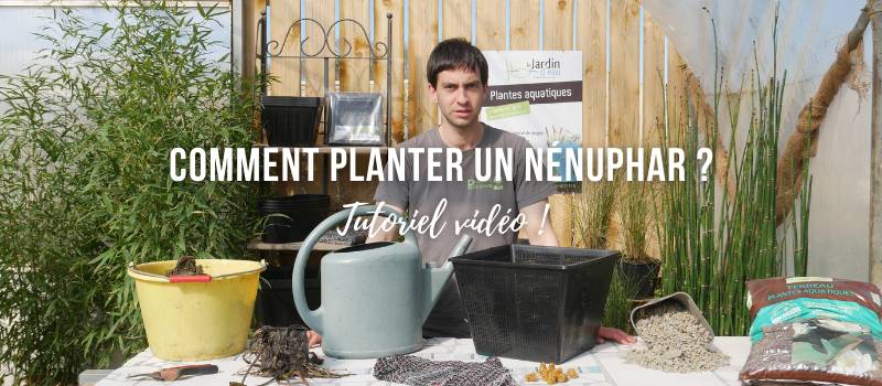 Comment planter un n&eacute;nuphar ?