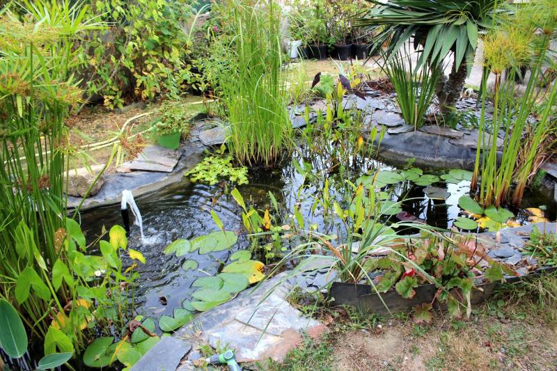 Densit&eacute; de plantation : comment planter mes aquatiques dans mon bassin ?