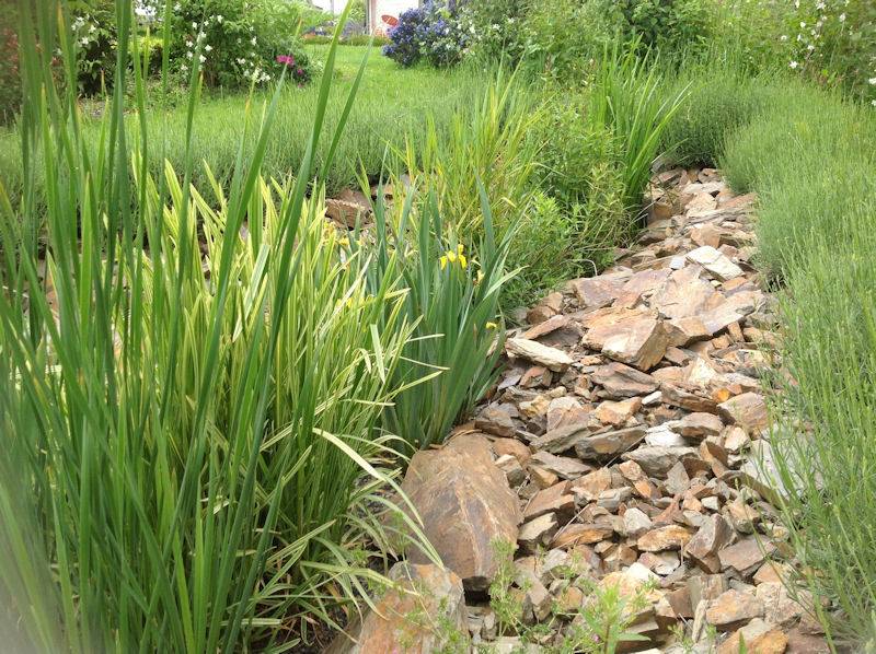 Entretien d&rsquo;un syst&egrave;me de phyto&eacute;puration