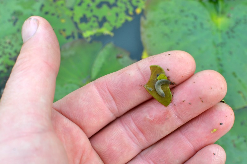 Comment lutter contre les insectes ou animaux ravageurs de mon bassin ?